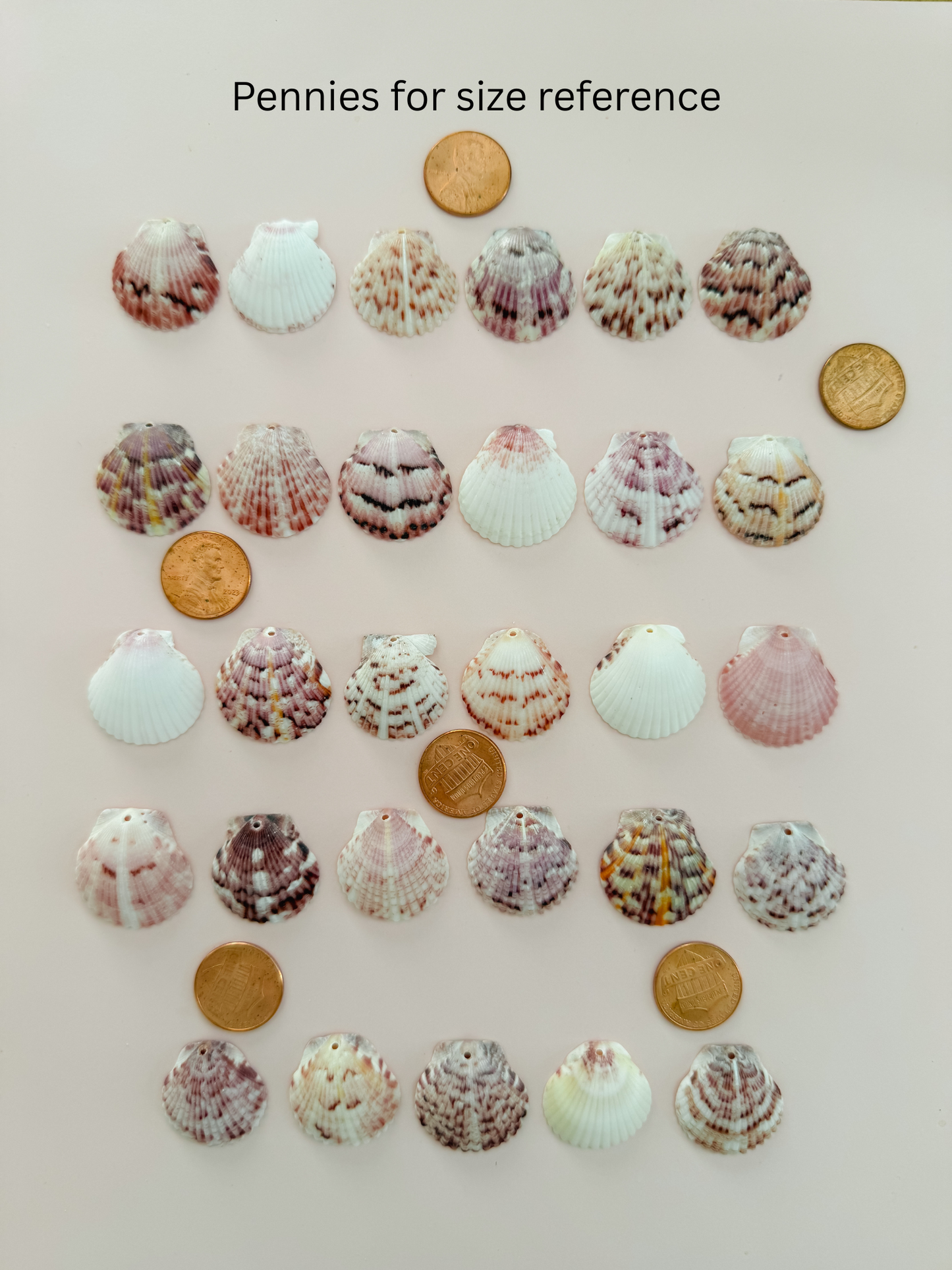 Real Calico Scallop Seashell Necklace