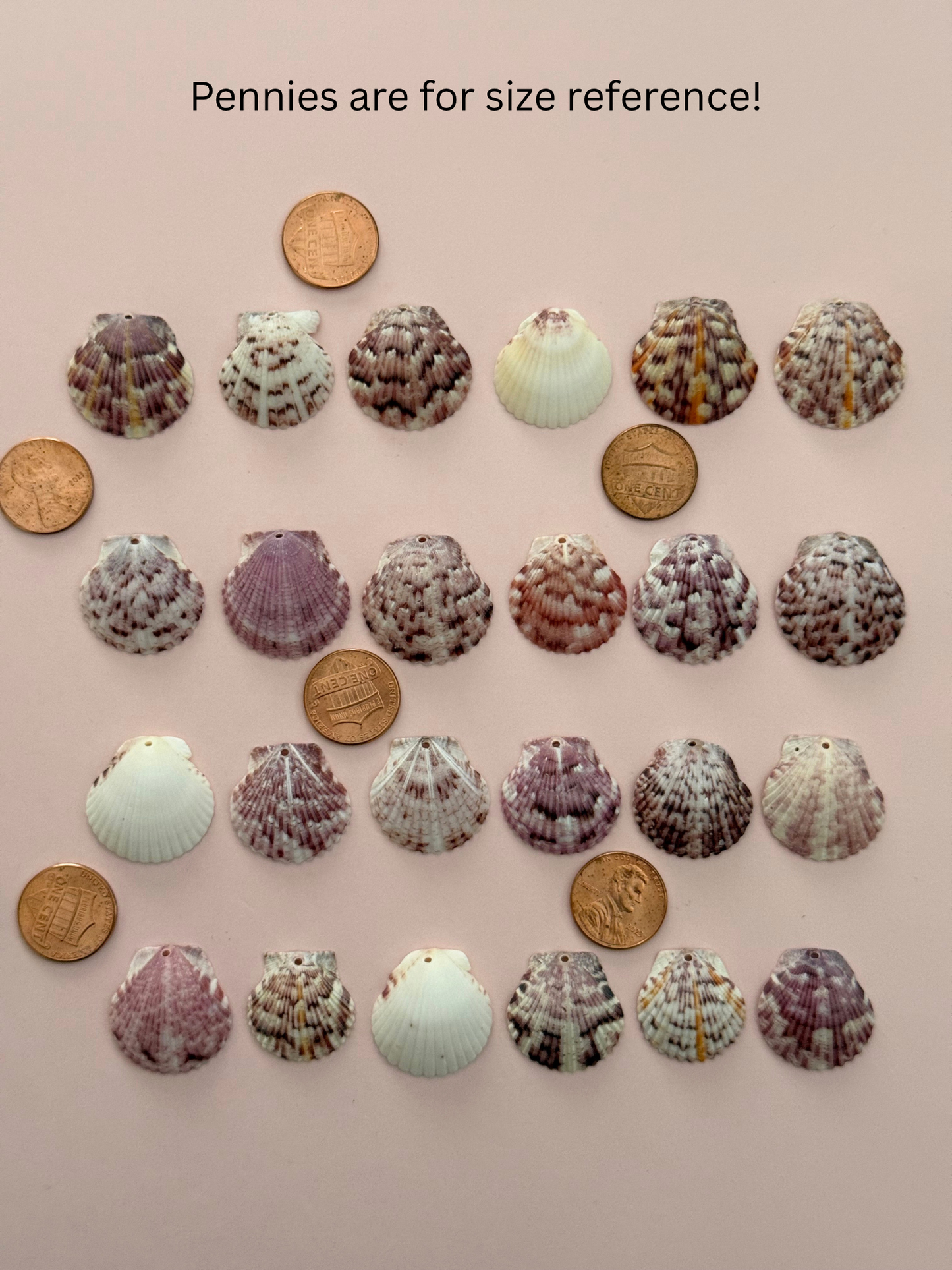 Real Calico Scallop Seashell Necklace