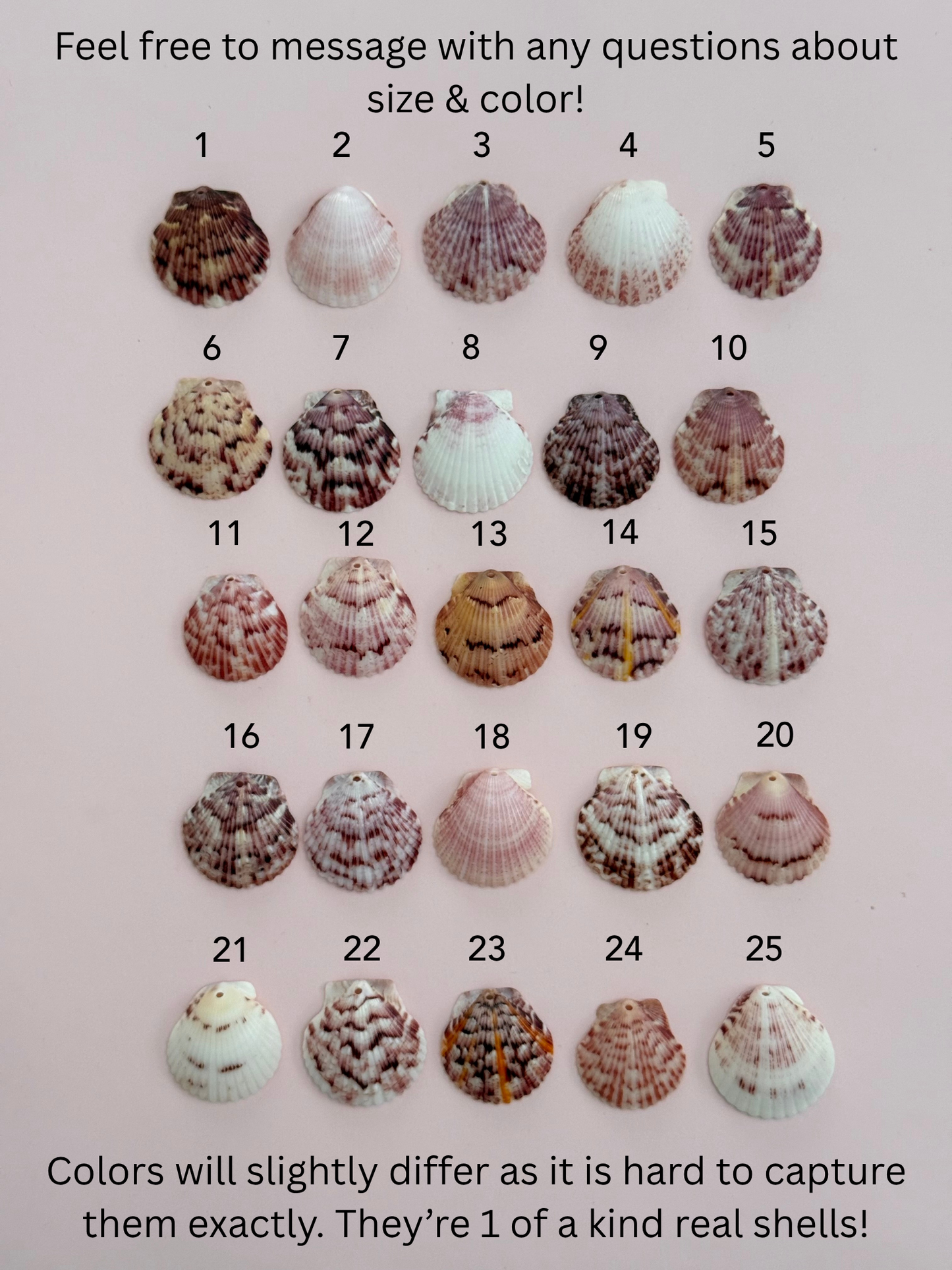 Real Calico Scallop Seashell Necklace