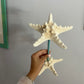 Real Starfish Jewelry Stand