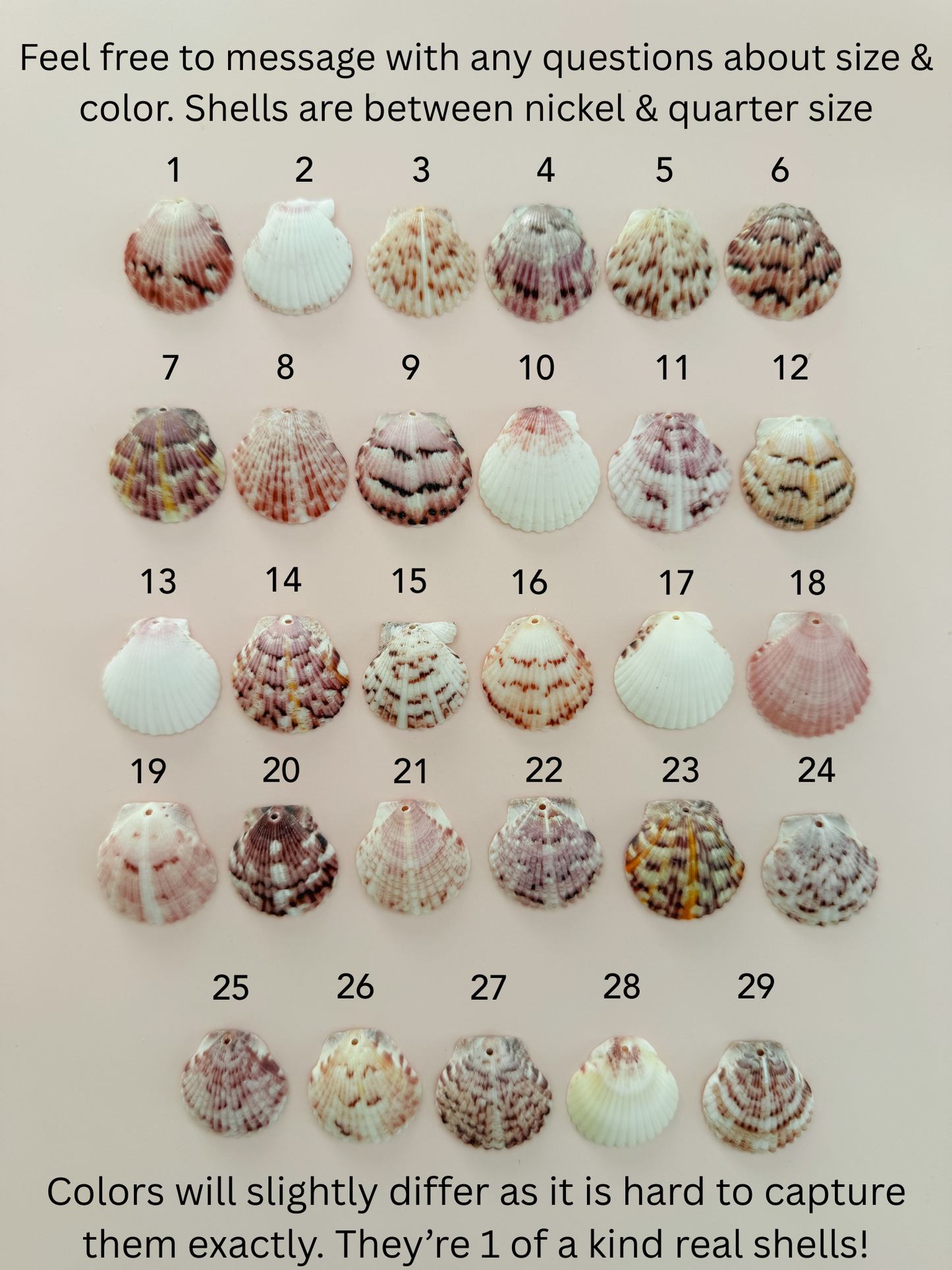 Real Calico Scallop Seashell Necklace