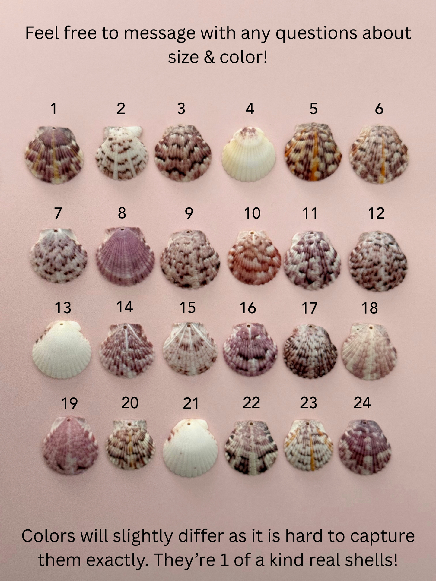 Real Calico Scallop Seashell Necklace