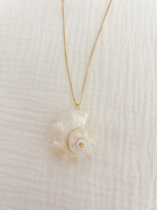 Delphinula Shell Necklace