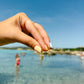 Tiny Auger Shell Earrings