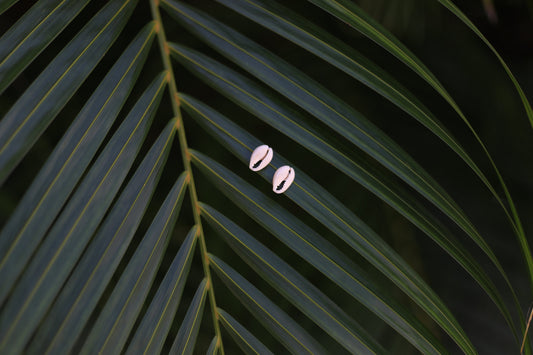 Cowrie Shell Post Earrings